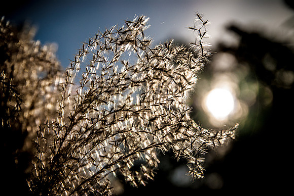 sun & seed
