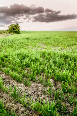 Wheat & Sky