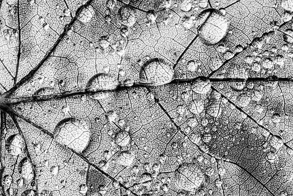 Water & Vein