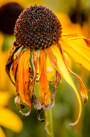 Yellow dry