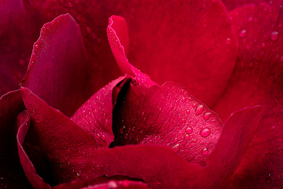 Rose dew