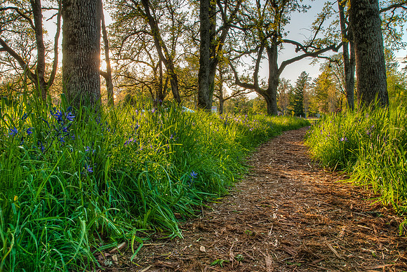 Evening Trail