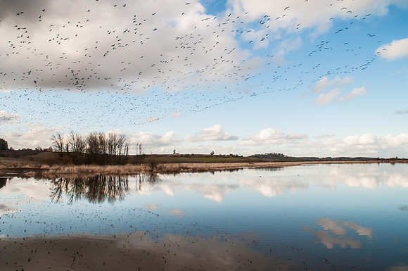 Geese overflight