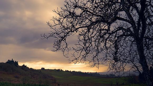 Sky and vineyard